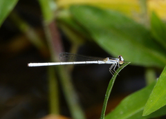 Agriocnemis argentea