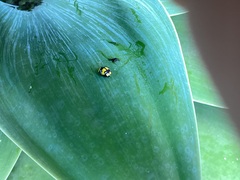 Illeis galbula