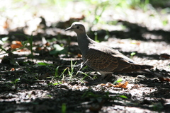 Streptopelia turtur