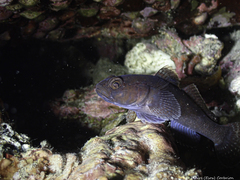 Gobius paganellus