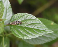 Xenocatantops humilis