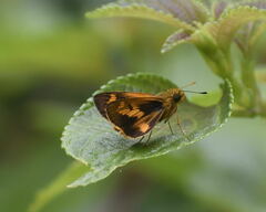 Oriens goloides