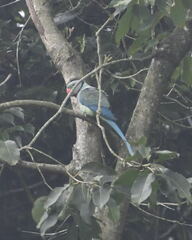 Psittacula columboides