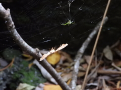 Leucauge celebesiana