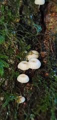 Marasmius rotula