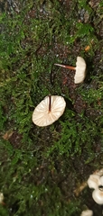 Marasmius rotula