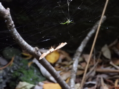 Leucauge celebesiana