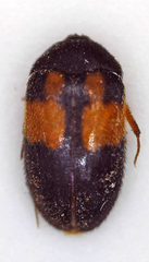 Attagenus rufiventris
