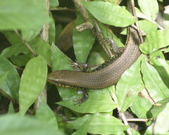 Eutropis macularia