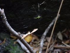 Leucauge celebesiana