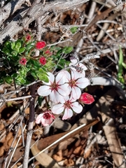 Adenandra