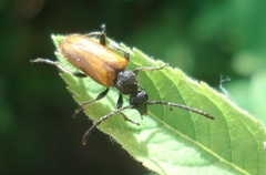 Pseudovadonia livida