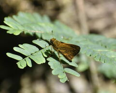 Oriens goloides