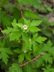 Geranium sibiricum