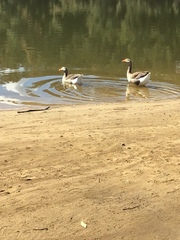 Anser anser domesticus