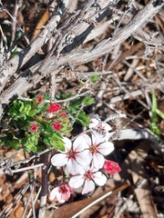 Adenandra