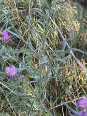 Centaurea nigra