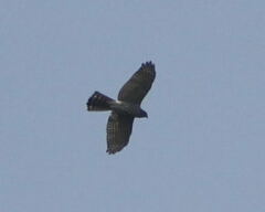 Accipiter badius