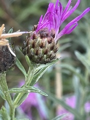 Centaurea nigra