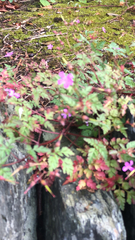 Geranium robertianum