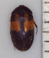 Attagenus rufiventris