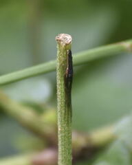 Tetragnatha laboriosa