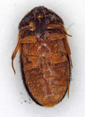 Attagenus rufiventris