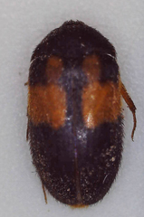Attagenus rufiventris