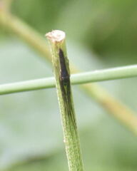 Tetragnatha laboriosa