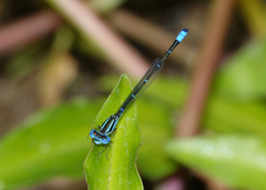 Austroagrion watsoni