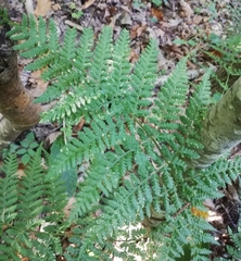 Dryopteris dilatata
