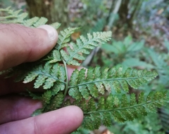 Dryopteris dilatata