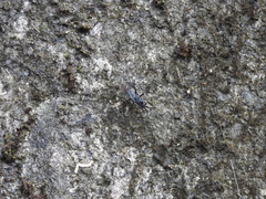 Tachypompilus analis