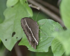 Mycalesis mineus