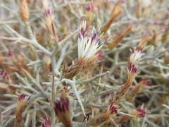Centaurea spinosa