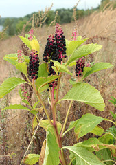 Phytolacca acinosa