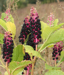 Phytolacca acinosa