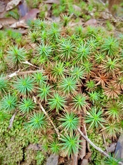 Dawsonia superba