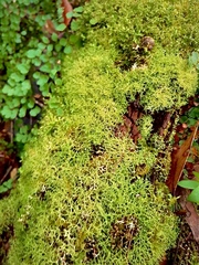 Lecanoromycetes