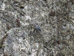 Tachypompilus analis