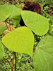 Homalanthus populifolius