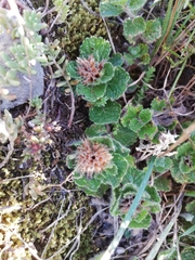 Teucrium pyrenaicum