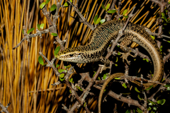 Oligosoma waimatense