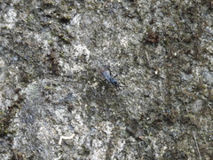 Tachypompilus analis