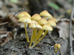 Mycena renati