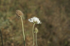 Scabiosa praemontana