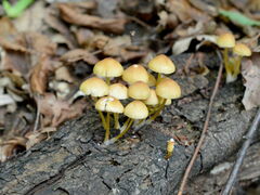 Mycena renati