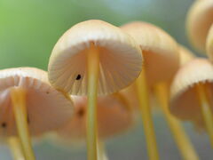 Mycena renati