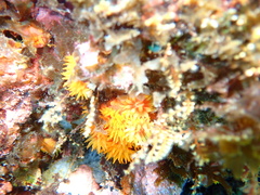 Tubastraea coccinea