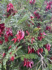 Clianthus